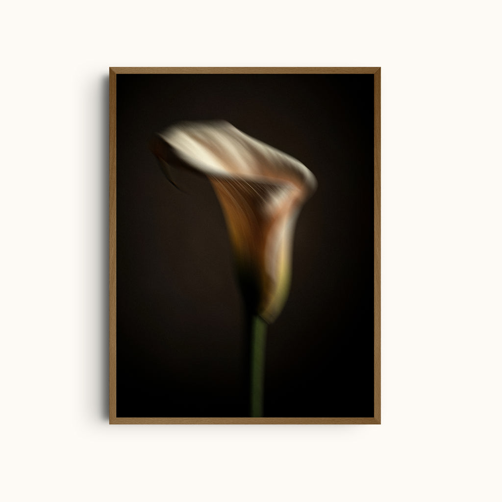 Muted Elegance | Contrast Calla Lily