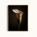 Muted Elegance | Contrast Calla Lily