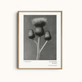 Cirsium Canum | Floral Botanical Photography Print by Karl Blossfeldt