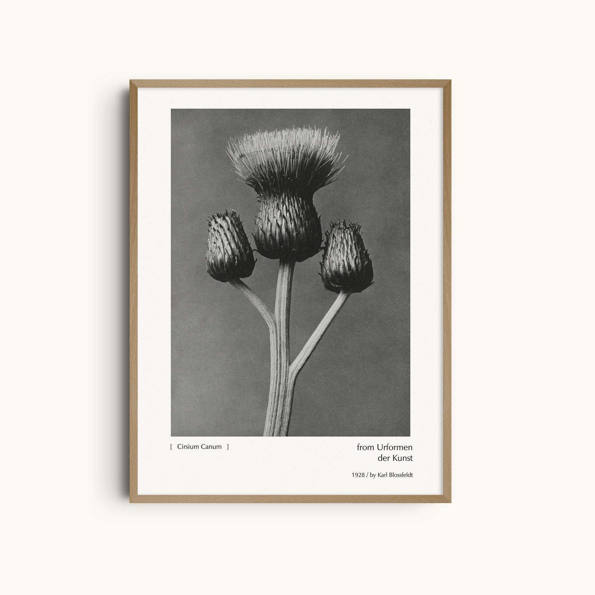 Cirsium Canum | Floral Botanical Photography Print by Karl Blossfeldt