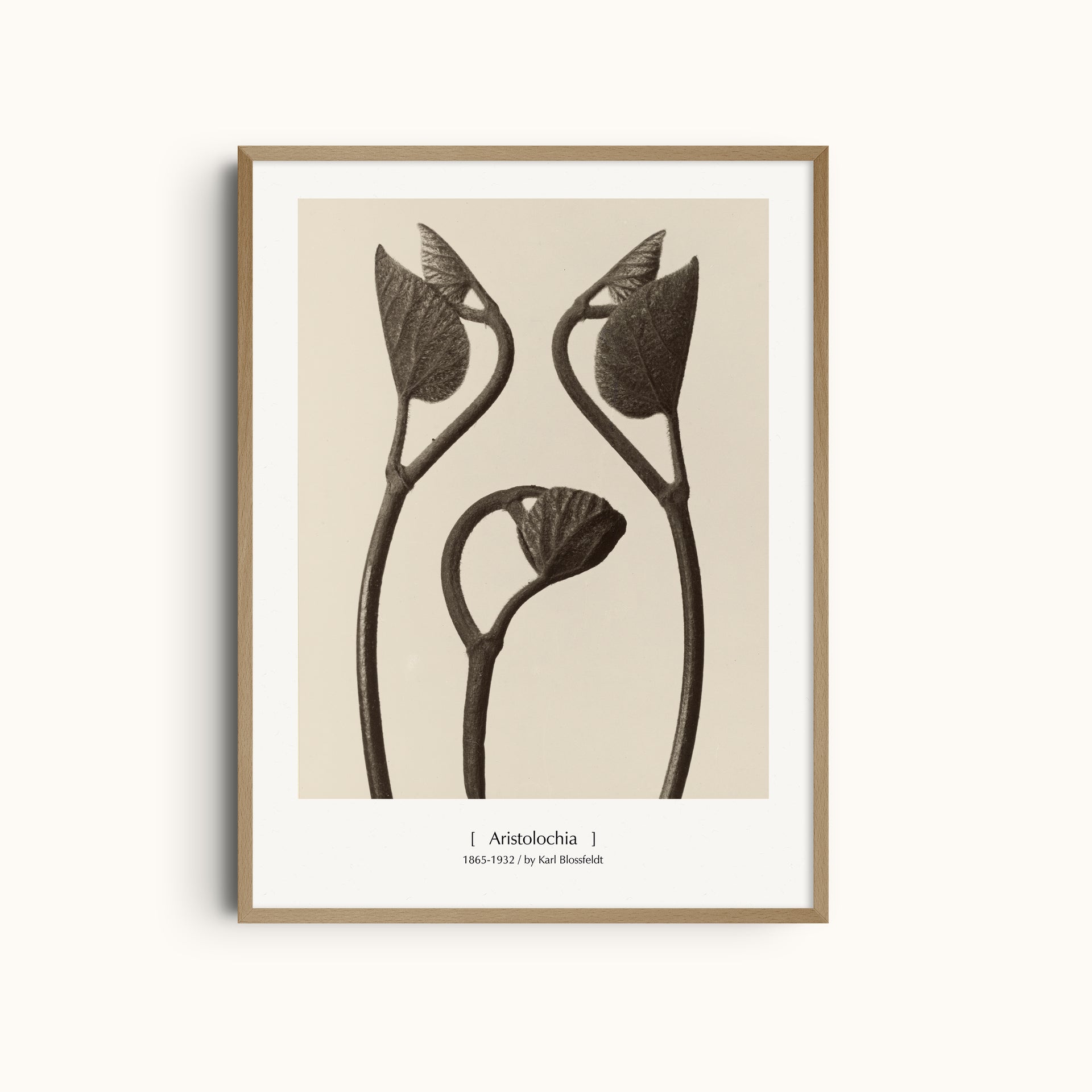 Aristolochia by Karl Blossfeldt | Botanical Modernist Photography Minimalist Wall Art Print