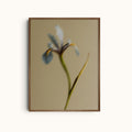 Bloomed Memory | Blue Flower Photography