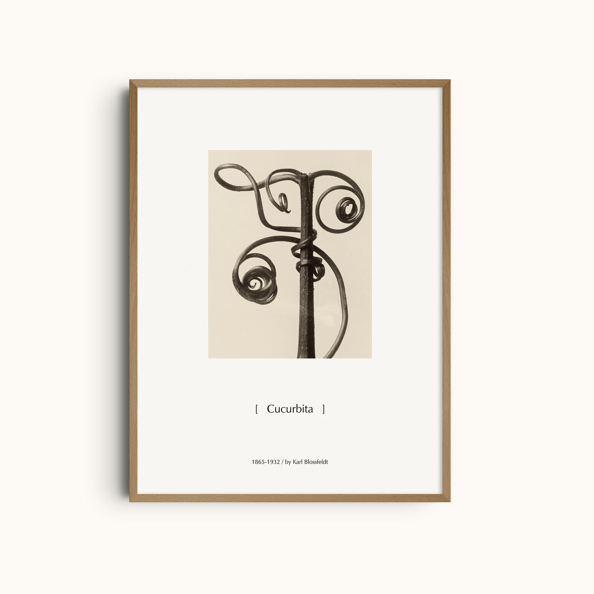 Cucurbita by Karl Blossfeldt | Botanical Modernist Photography Minimalist Wall Art Print