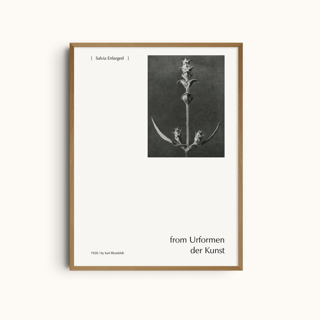 Salvia Enlarged by Karl Blossfeldt | Botanical Black and White Photography Minimalist Wall Art Print