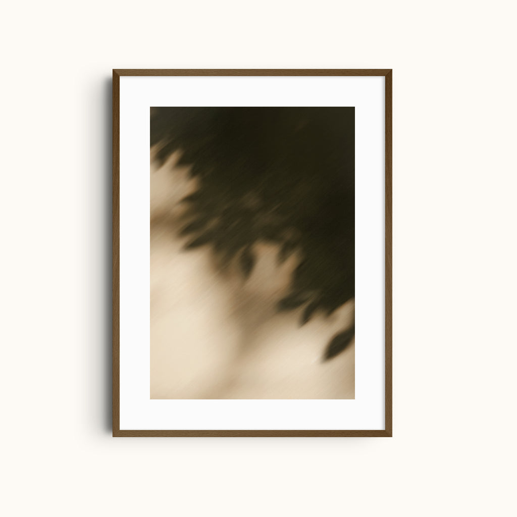 Split Light | Contrast Garden Shadows