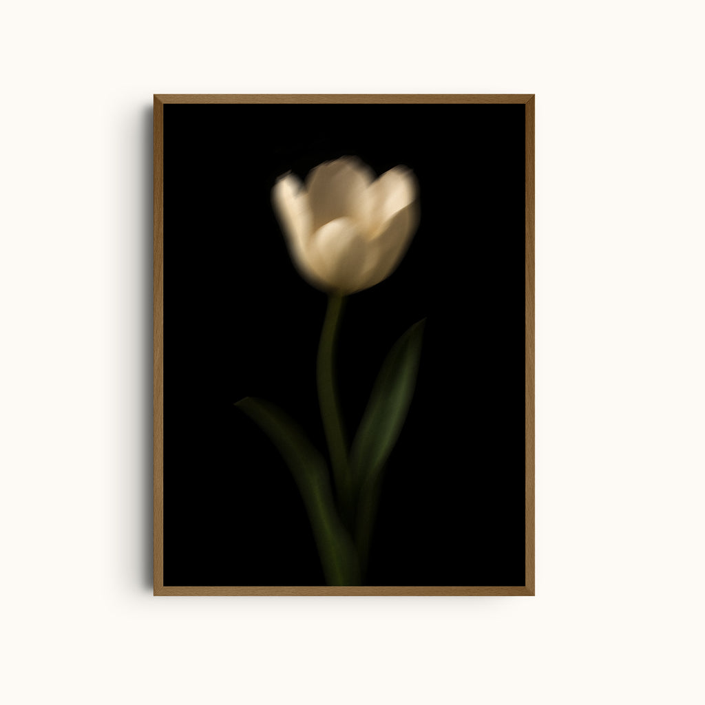 Charcoal Tulip