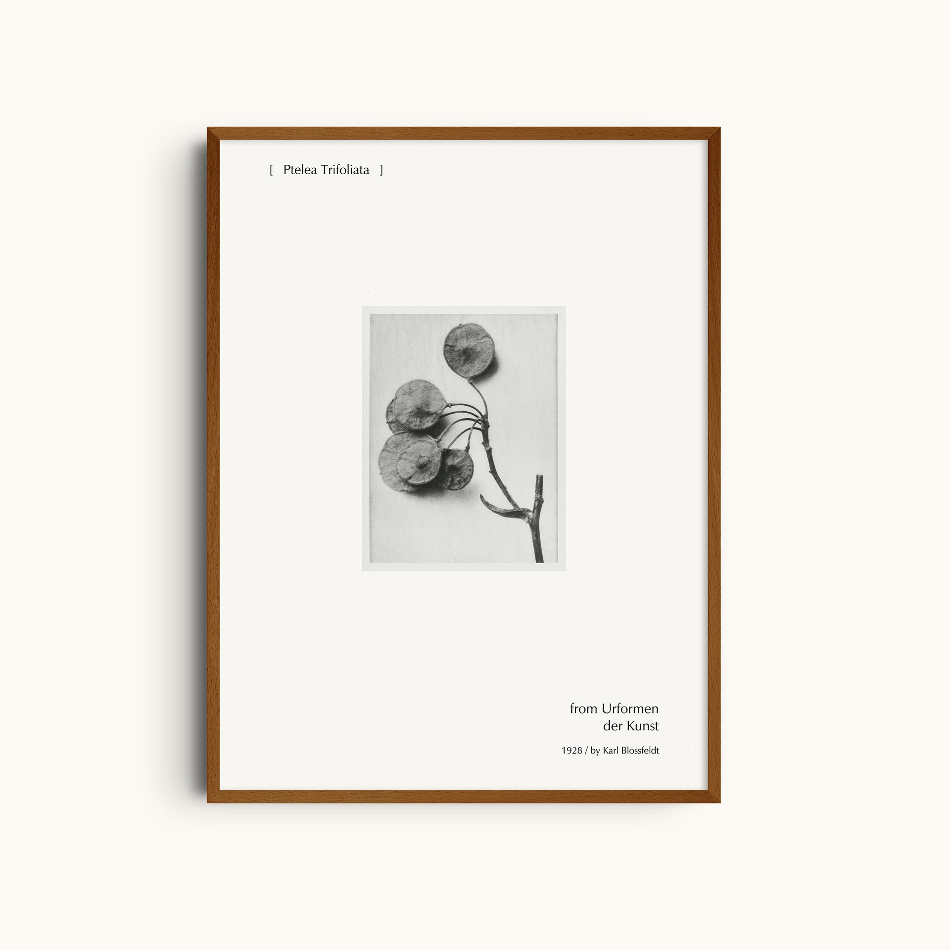 Ptelea Trifoliata | Botanical Black and White Photography Minimalist Wall Art Print