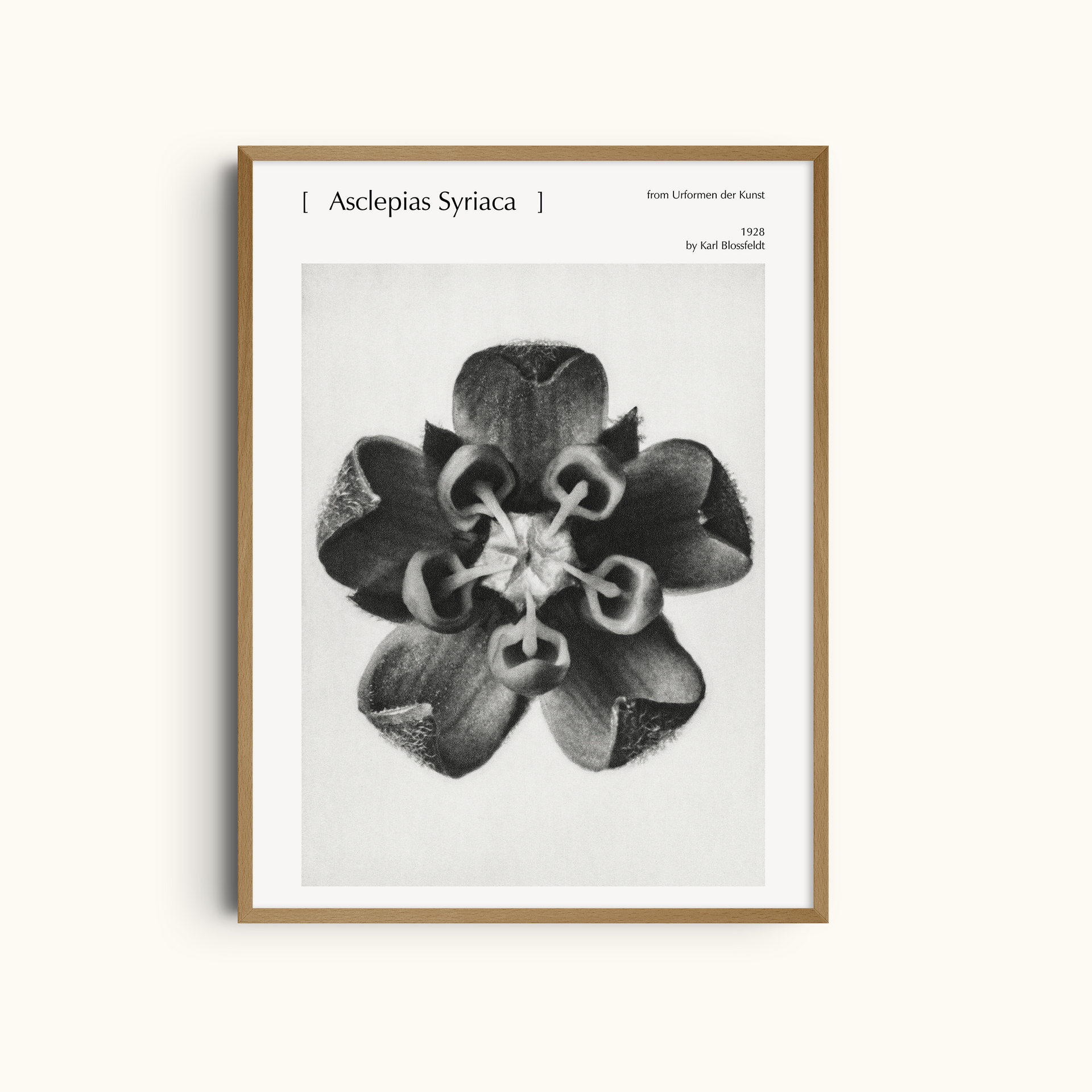 Asclepias Syriaca | Minimalist Botanical Photography Wall Art Print