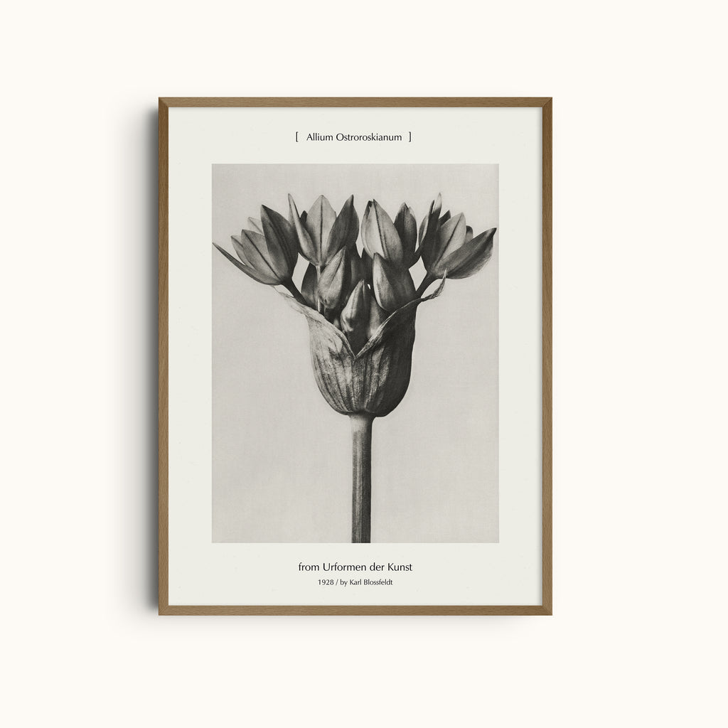 Allium Ostoroskanum | Floral Photography Print by Karl Blossfeldt