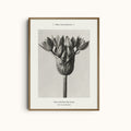 Allium Ostoroskanum | Floral Photography Print by Karl Blossfeldt