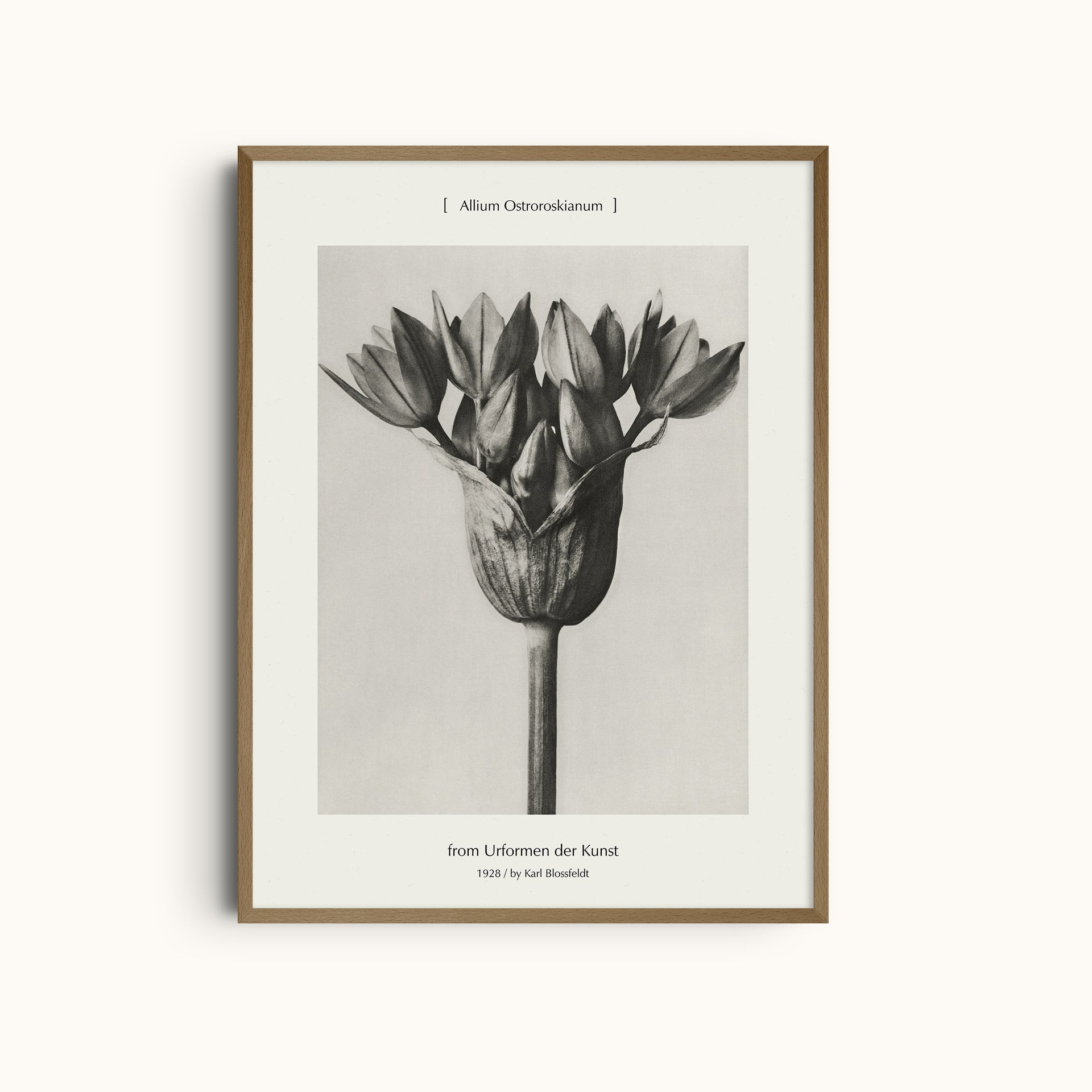Allium Ostoroskanum | Floral Botanical Photography Print by Karl Blossfeldt