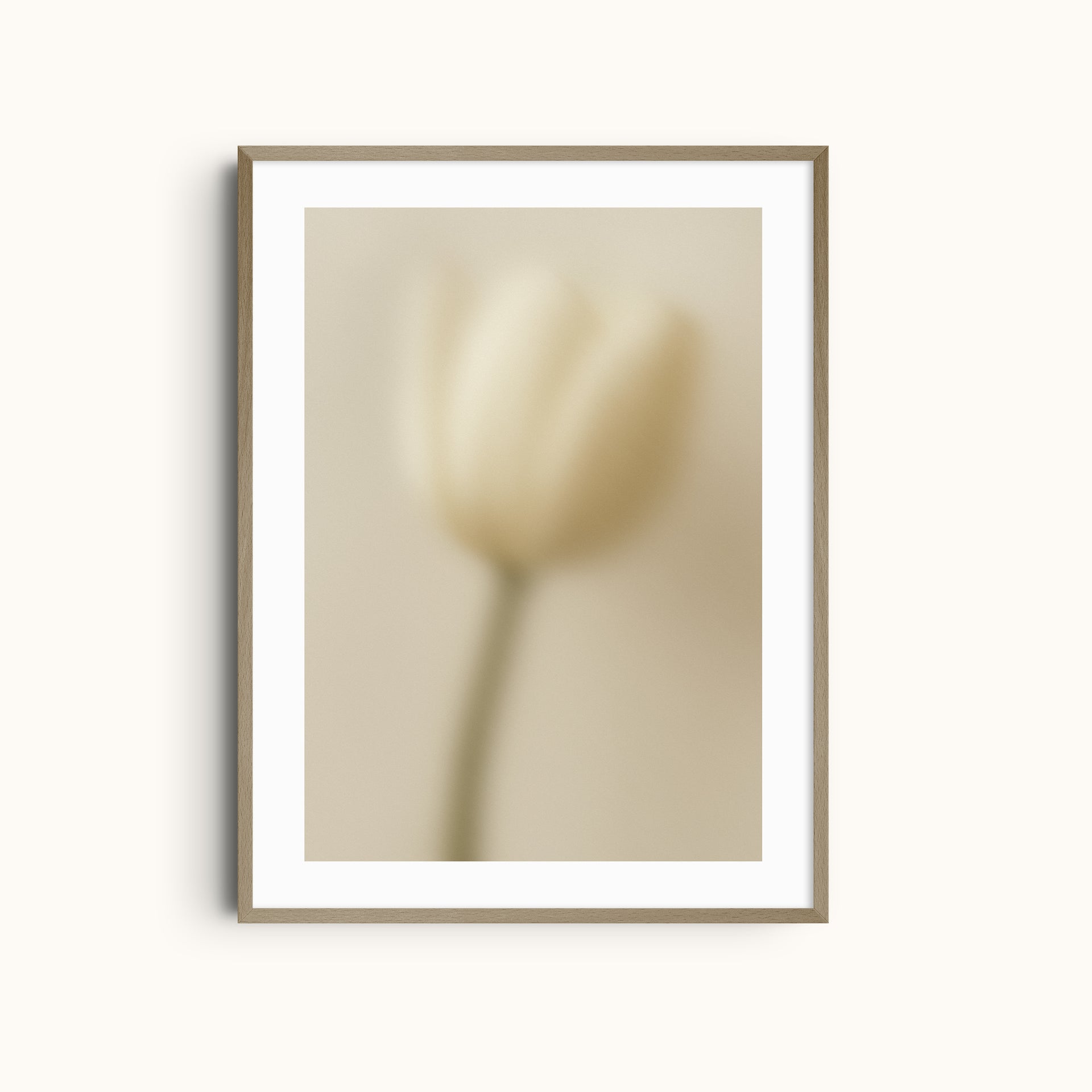 Soft Tulip