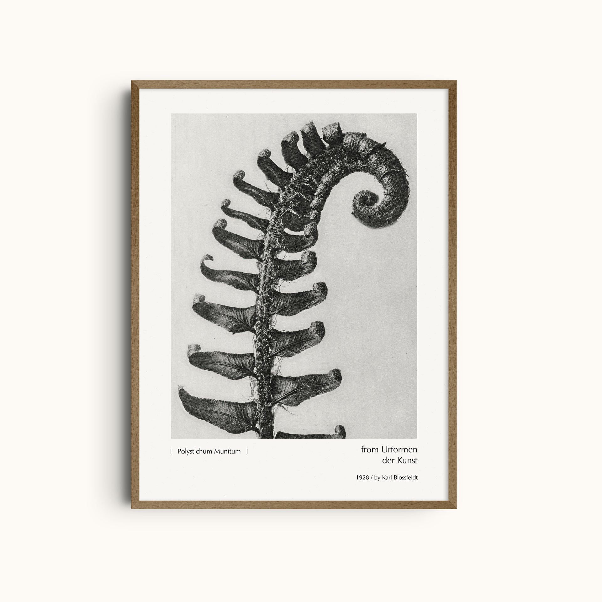 Polystichum Munitum | Floral Photography Print by Karl Blossfeldt