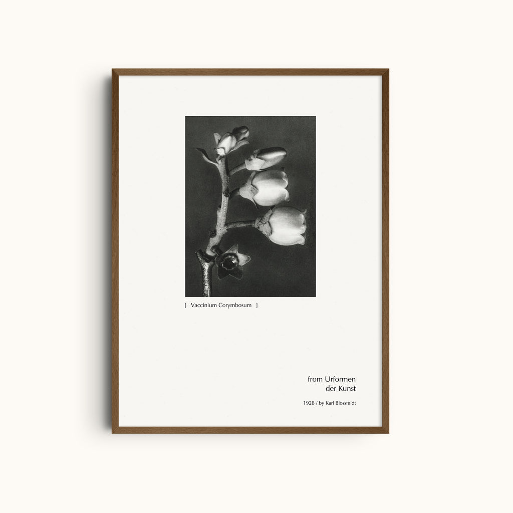 Vaccinium Corymbosum | Botanical Photography Print by Karl Blossfeldt
