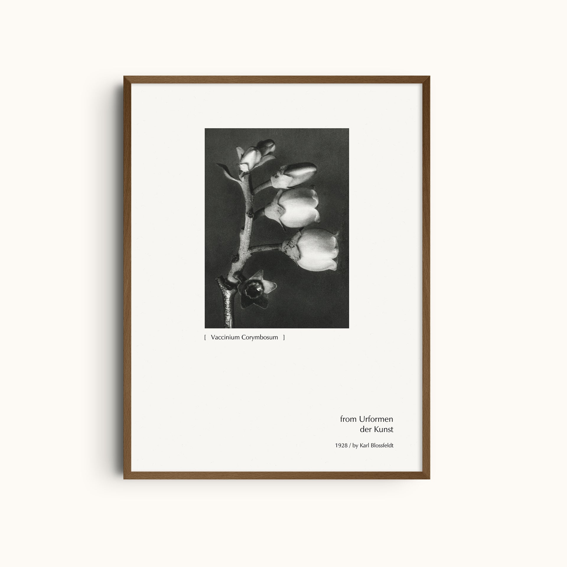 Vaccinium Corymbosum | Botanical Photography Print by Karl Blossfeldt