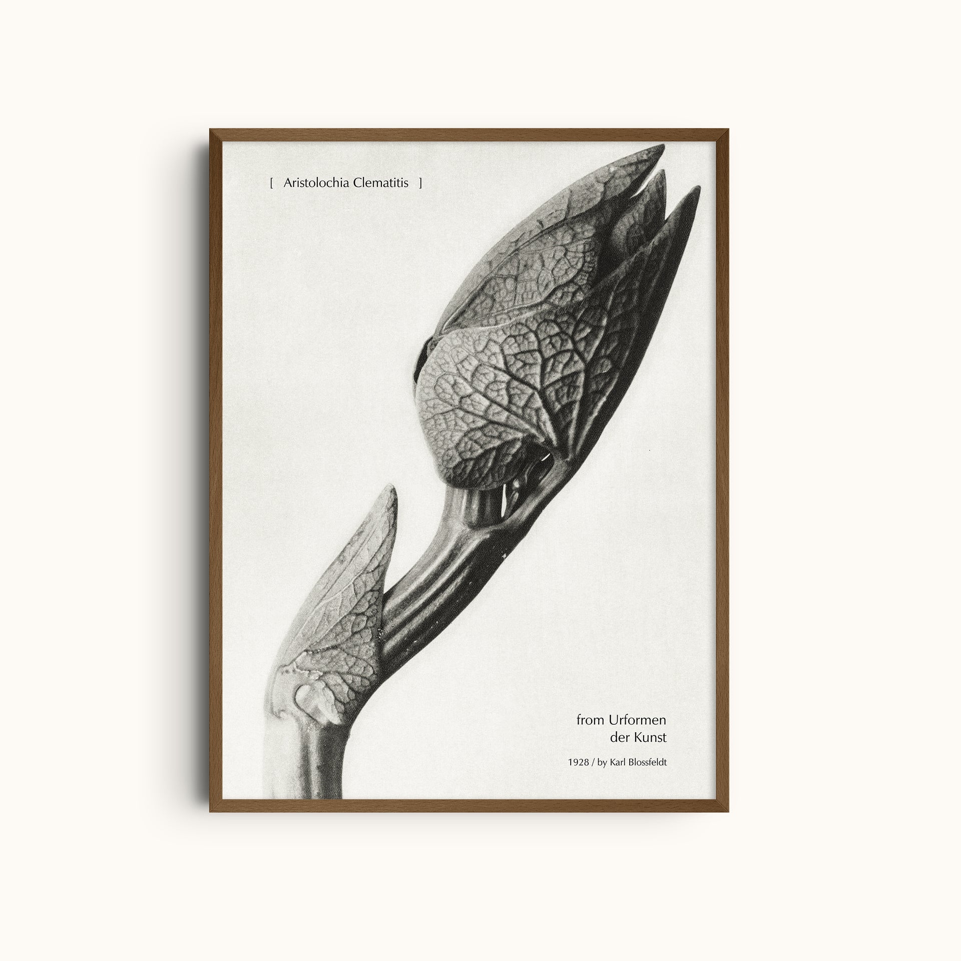 Aristolochia Clematitis | From Urformen der Kunst Botanical Photography Print by Karl Blossfeldt