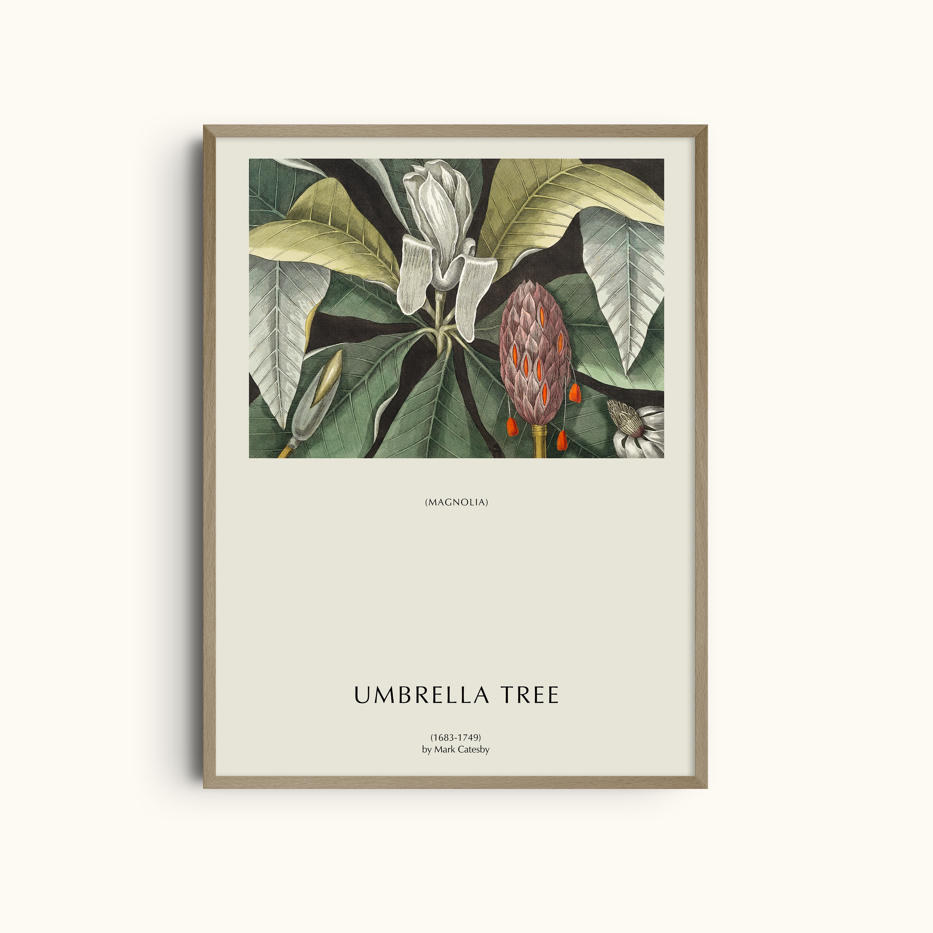 Umbrella Tree (Magnolia) Art Print