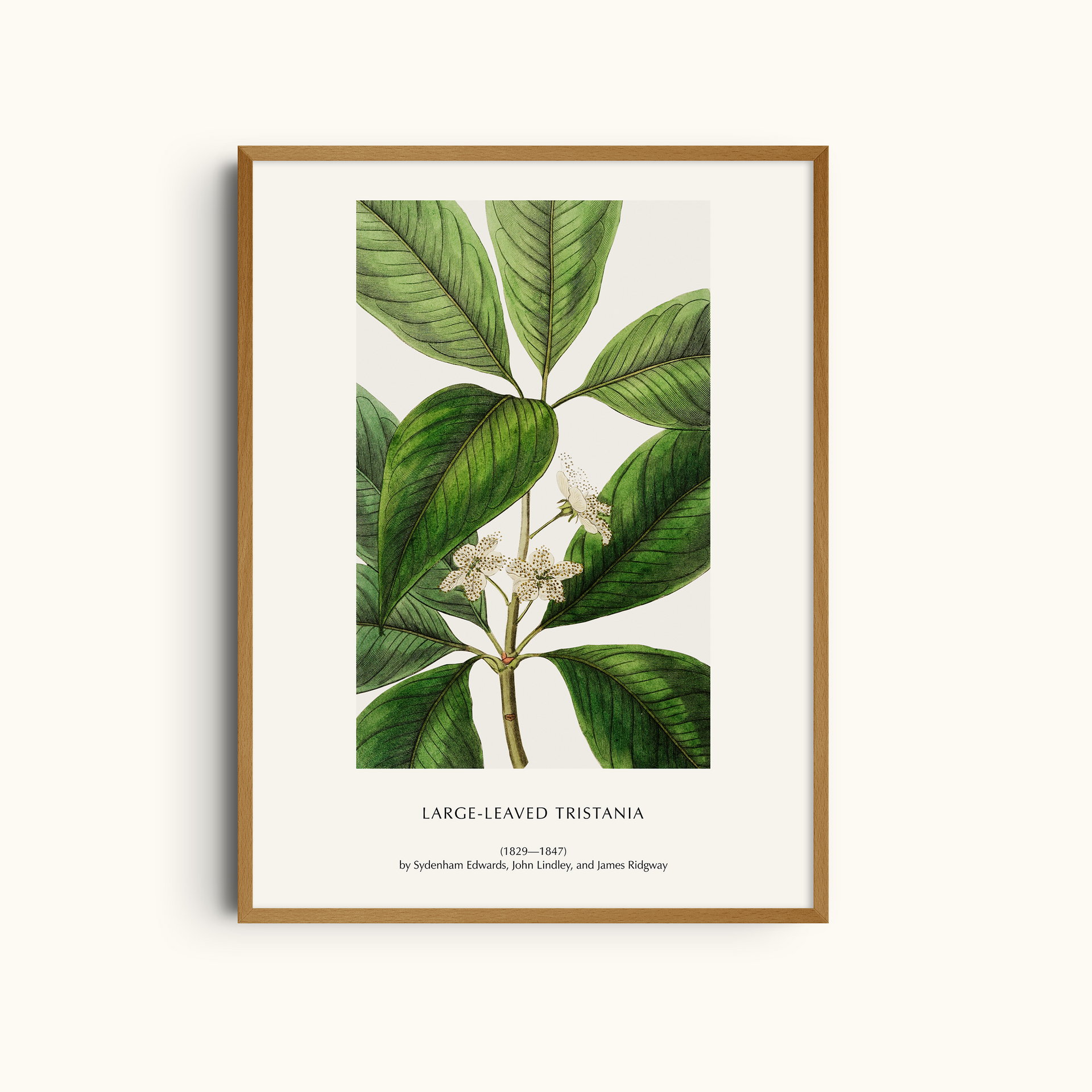 Large-Leaved Tristania Botanical Print | Vintage Botanical Wall Art