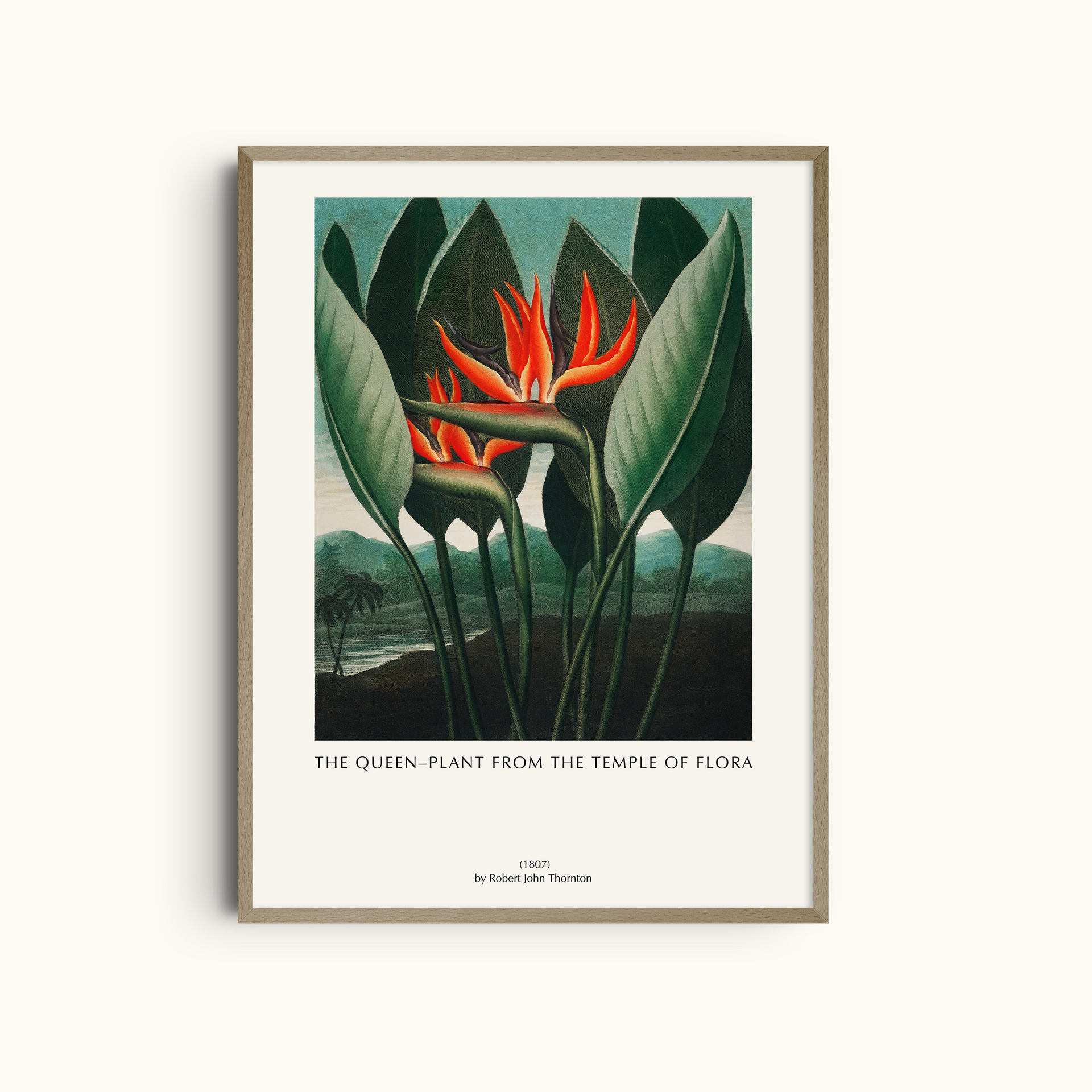 The Queen-Plant from the Temple of Flora (1807) Art Print