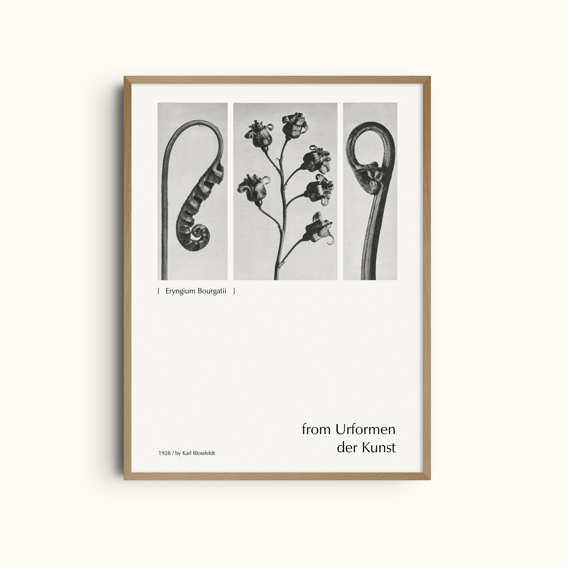 Eryngium Bourgatii | Botanical Photography Print by Karl Blossfeldt