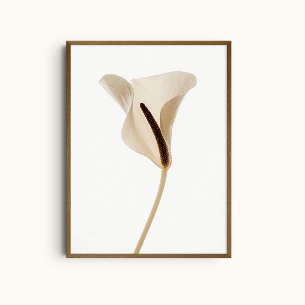 Clean Anthurium | Art Print White Flower Print