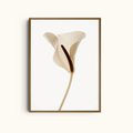 Clean Anthurium | Art Print White Flower Print