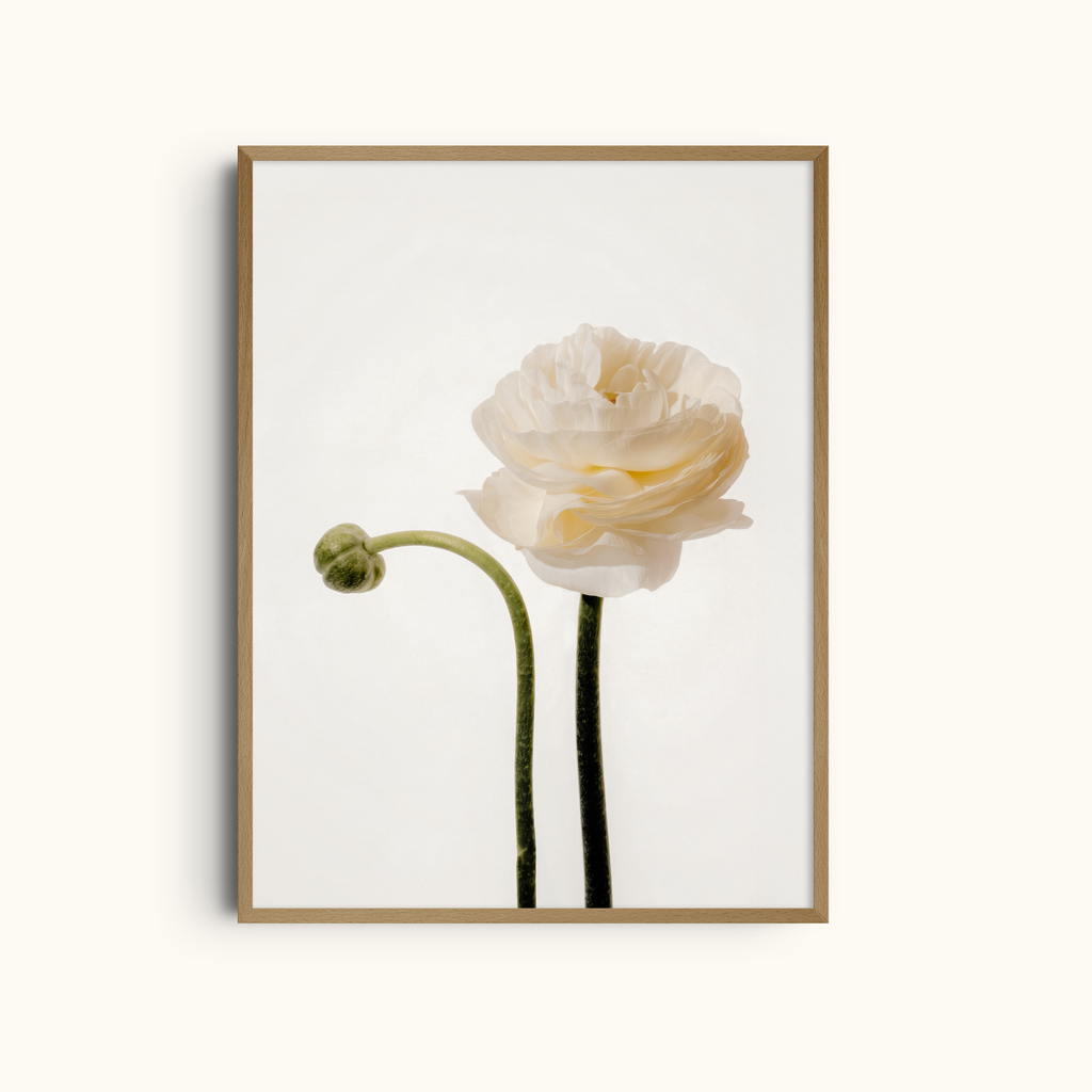 Romantic Ranunculus | Cream Ranunculus Art Print