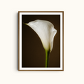 White Calla | Elegant Single Bloom Print