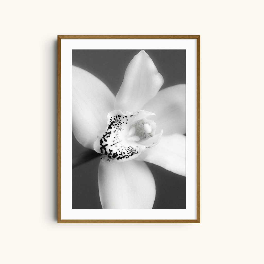 Soft Focus | Monochrome Minimalist Orchid Print