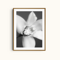 Soft Focus | Monochrome Minimalist Orchid Print
