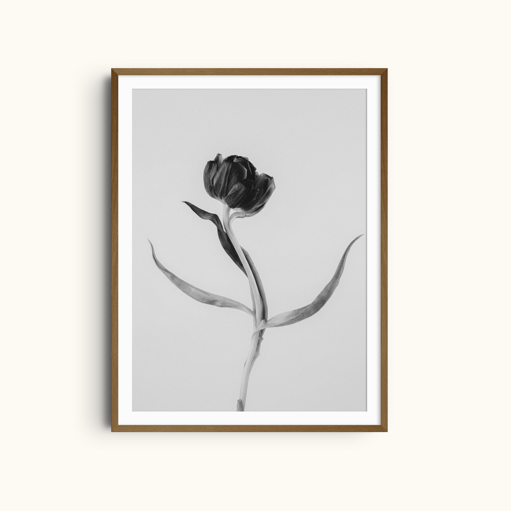 Still Tulip |  Black and White Minimalist Floral Art Print