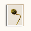 Unopened | Delicate Flower Wall Art Print