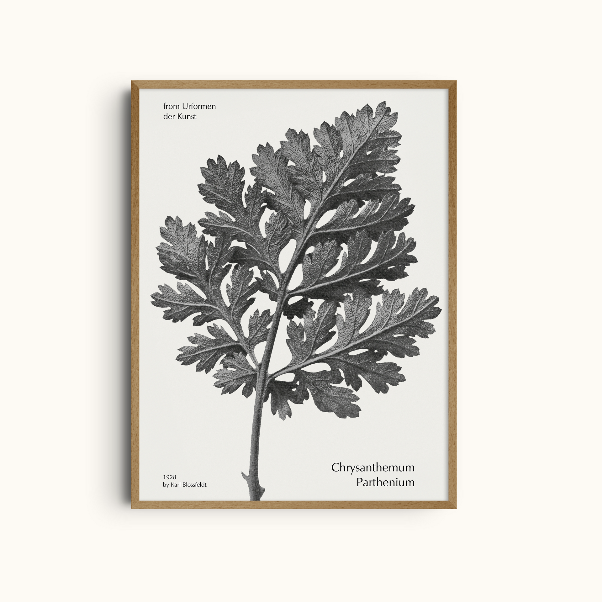 Chrysanthemum Parthenium | Minimalist Botanical Photography Wall Art Print