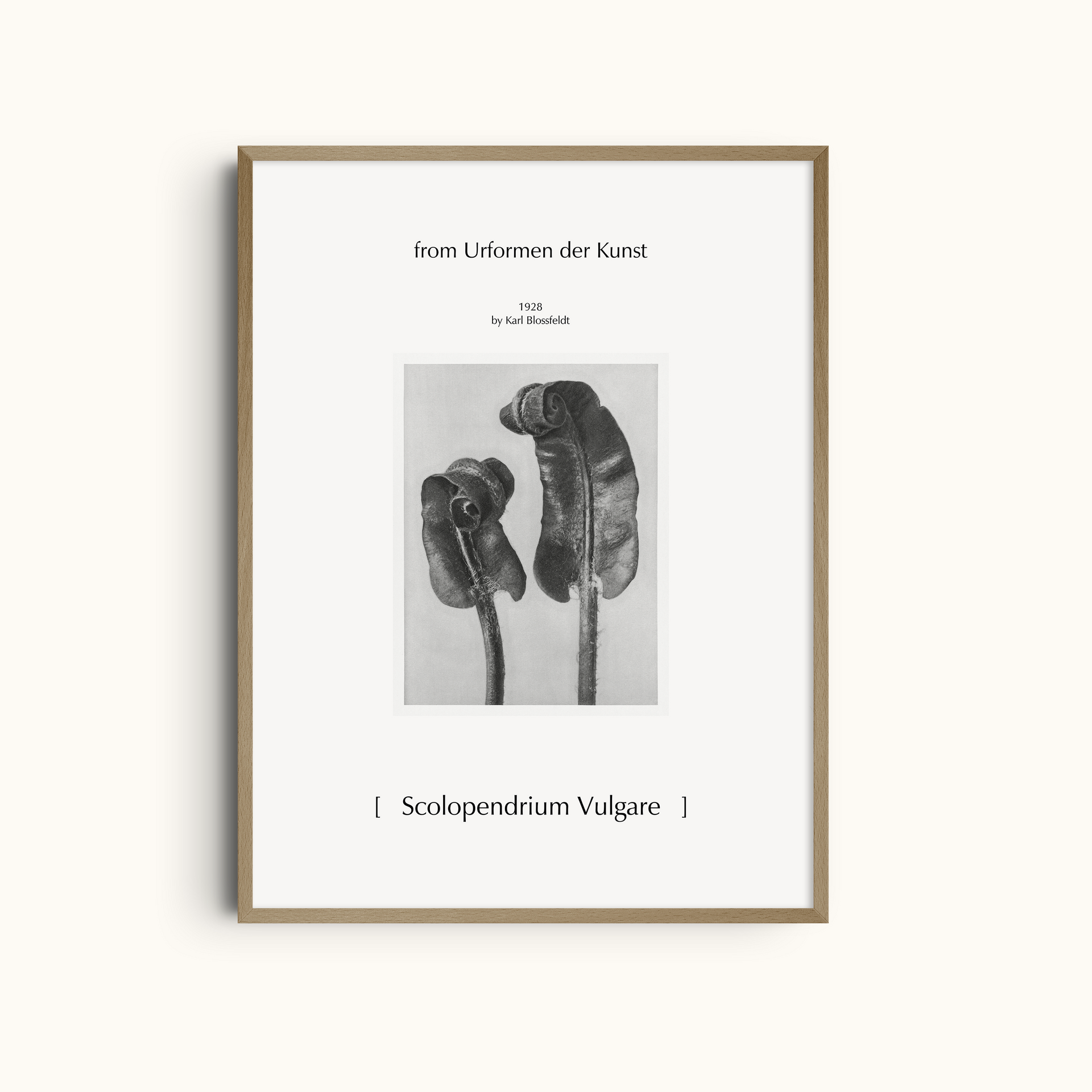 Scolopendrium Vulgare | Botanical Photography Print