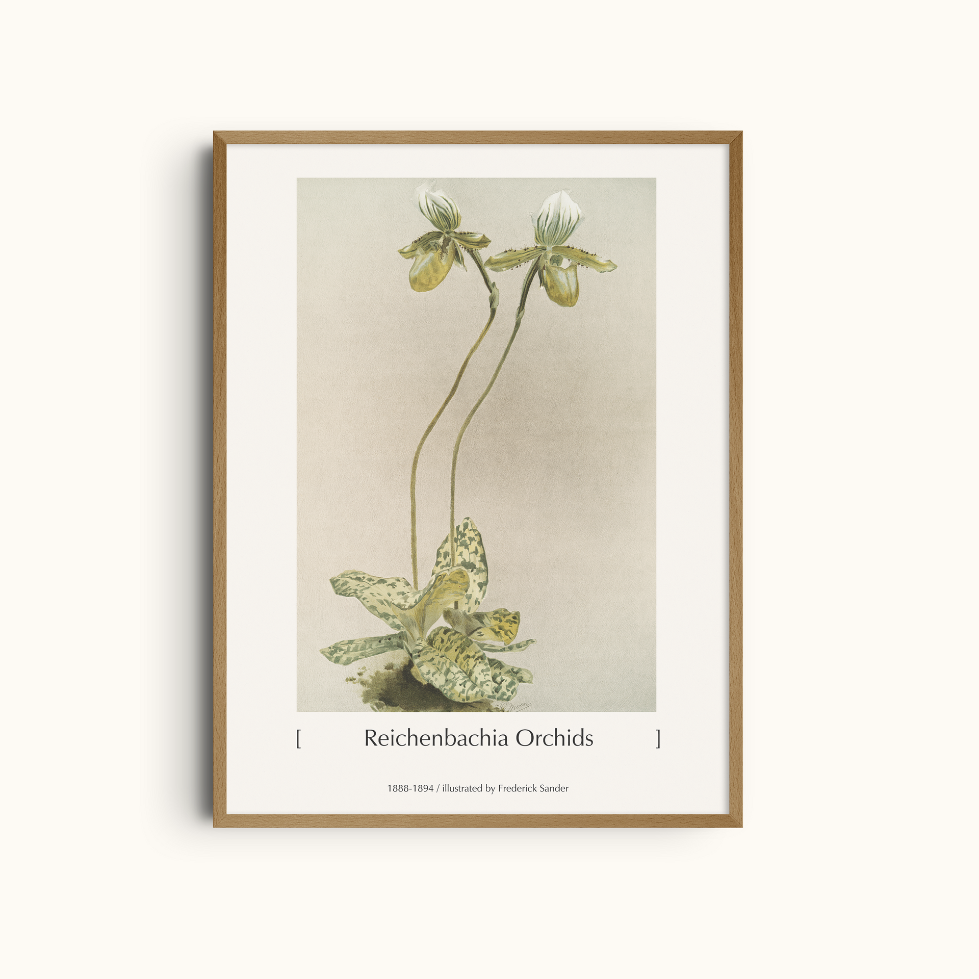 Reichenbachia Orchids | Vintage Botanical Illustration Minimalist Wall Art Print