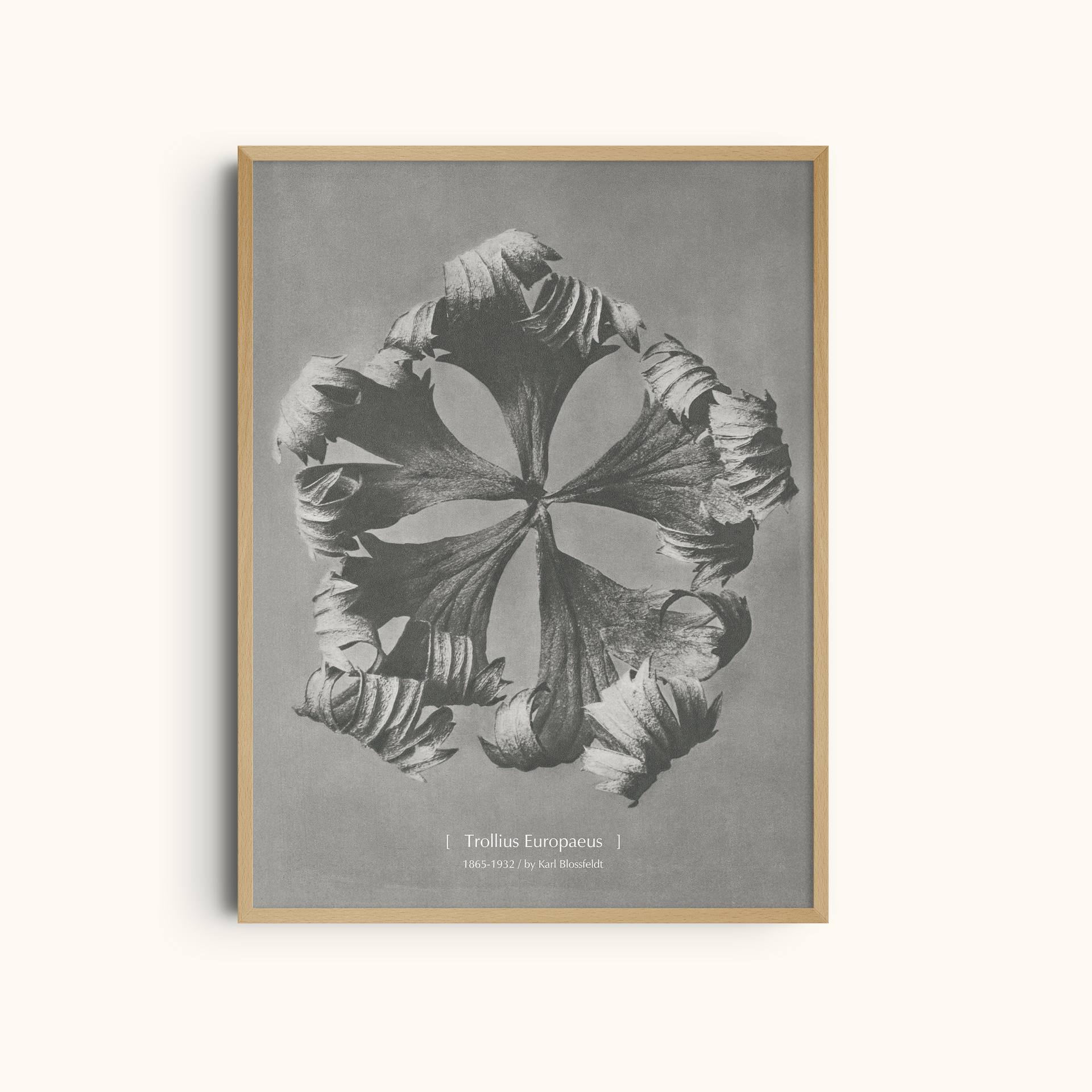Trollius Europaeus | Minimalist Botanical Photography Wall Art Print