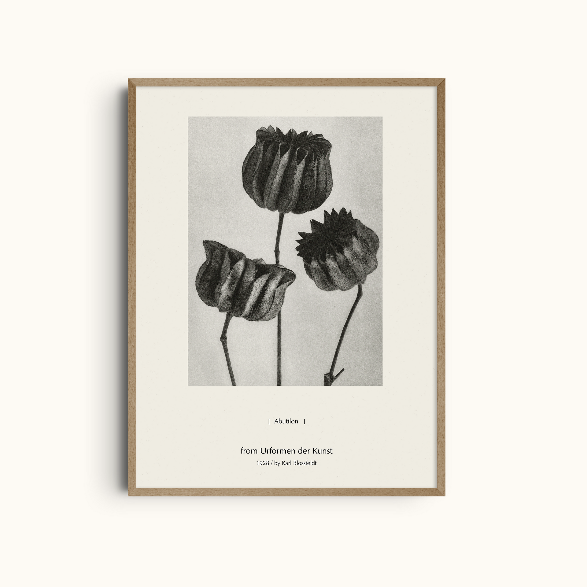 Abutilon | Botanical Minimalist Wall Art Print