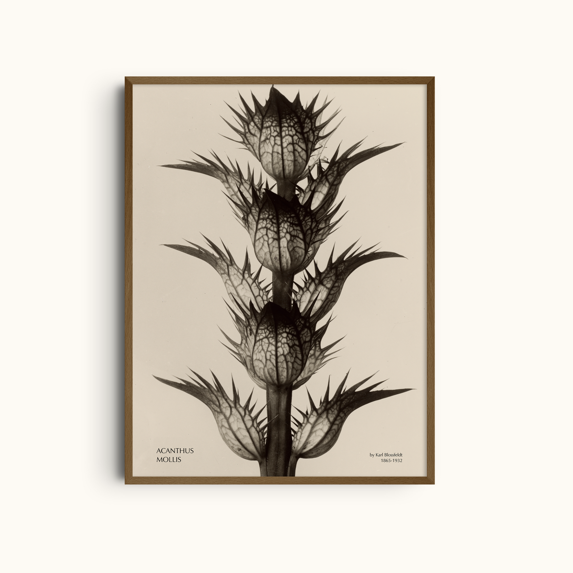 Acanthus Mollis | Karl Blossfeldt Botanical Wall Art Print