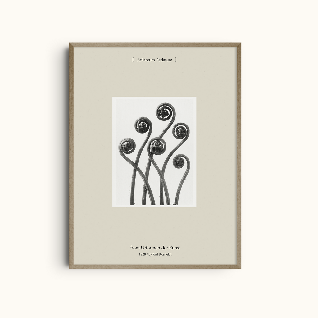 Adiantum Pedatum | From Urformen der Kunst Botanical Photography