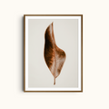 Curved Leaf | Botanical Wall Art Neutral Dry Leaf Print