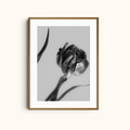 Dark Petals | Monochrome Floral Art Print