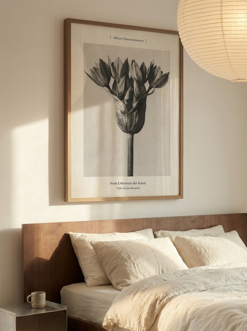Allium Ostoroskanum | Floral Photography Print by Karl Blossfeldt