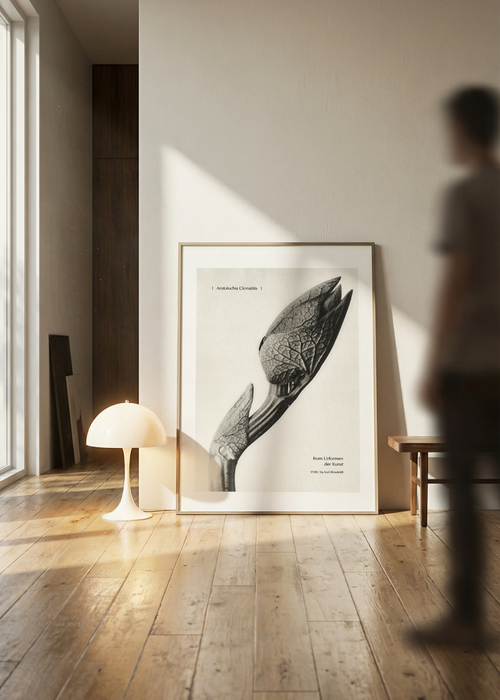 Aristolochia Clematitis | From Urformen der Kunst Botanical Photography Print by Karl Blossfeldt