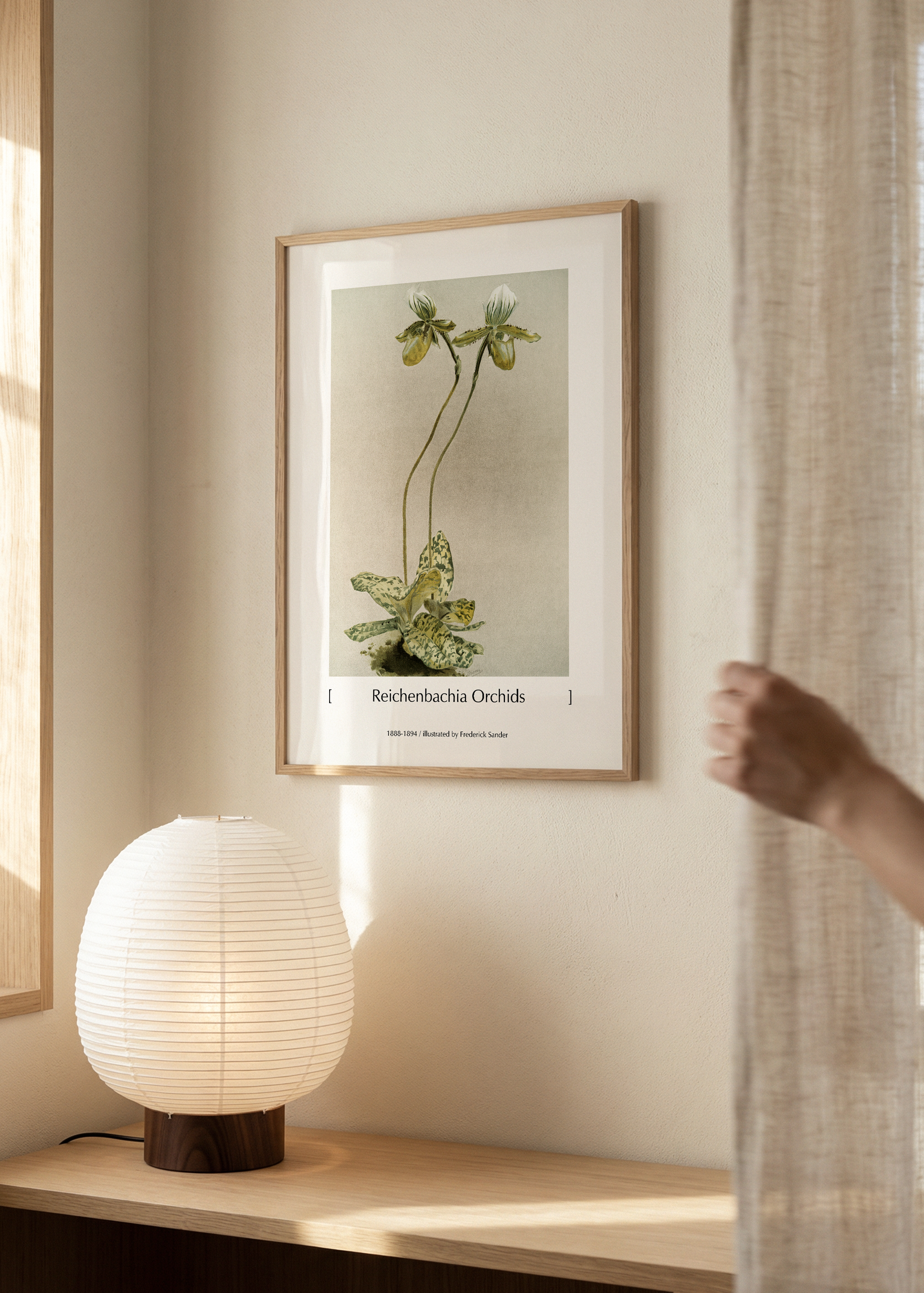 Reichenbachia Orchids | Vintage Botanical Illustration Minimalist Wall Art Print